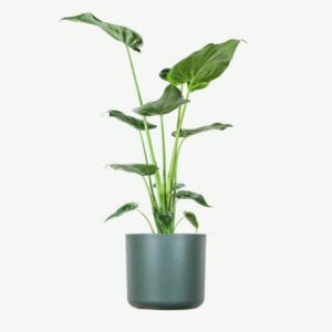 Services plants ecommerce product featured img 17