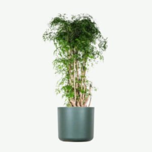 Services plants ecommerce product featured img 19
