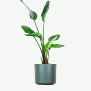 Services plants ecommerce product featured img 4
